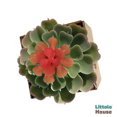 Artificial Mexican Snowball Succulent Leaves F081 | Pack of 1 | Green