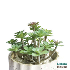 Artificial Sedum Palmeri Leaves F082 | Pack of 1 | Green