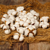 Natural Cotton Decorative Seeds Pack of 1 | White