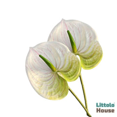 Artificial Anthurium Flower Stick F100 | Pack of 2 | White