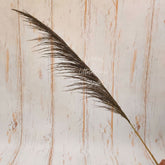 Natural Dried Reed Pampas Grass F053 Pack of 2 | Natural