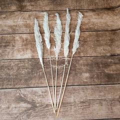 Natural Dried Reed Pampas small F056 Pack of 5 | Natural White