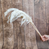 Natural Dried Reed Pampas small F056 Pack of 5 | Natural White