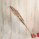 Natural Whisk Dried Reed Pampas Multicolour F054 Pack of 10 Natural