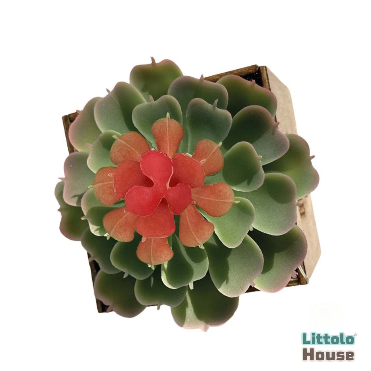 mexican snowball succulent Artificial Mexican Snowball Succulent Leaves – Baby Props