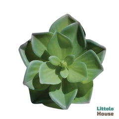 Artificial Echeveria Succulent LeavesF080 | Pack of 1 | Green