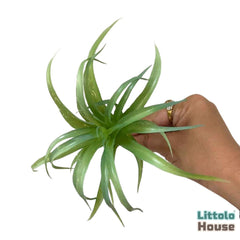 Artificial Tillandsia Ionantha Leaves F092 | Pack of 1 | Green