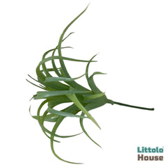 Artificial Tillandsia Ionantha Leaves F092 | Pack of 1 | Green